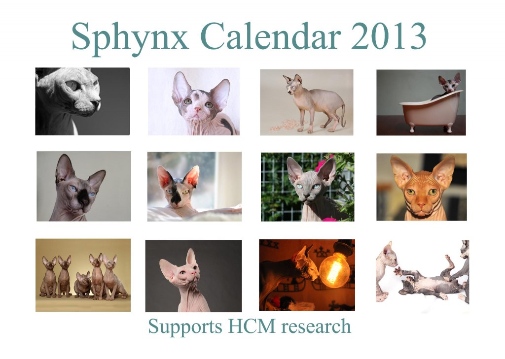 sphynx calendrier 2013 HCM chatminath